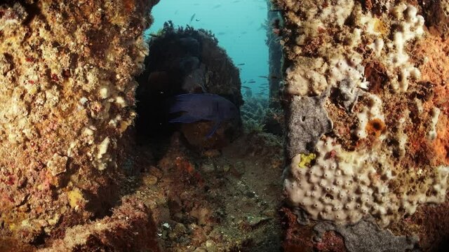 Southern Blue Devil Fish Paraplesiops meleagris endemic Southern Australia 4k slow motion
