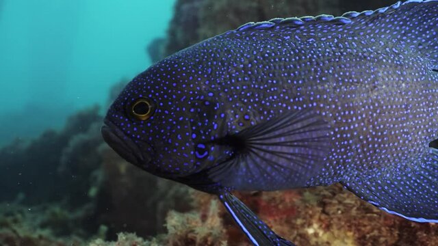 Southern Blue Devil Fish Paraplesiops meleagris endemic Southern Australia 4k slow motion