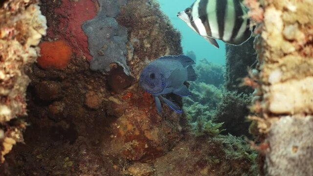 Southern Blue Devil Fish Paraplesiops meleagris endemic Southern Australia 4k slow motion