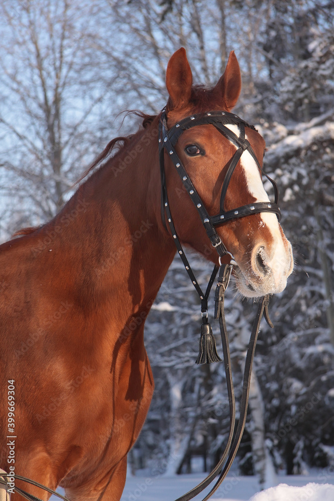 Sticker horse in the snow