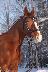 Fototapeta premium horse in the snow