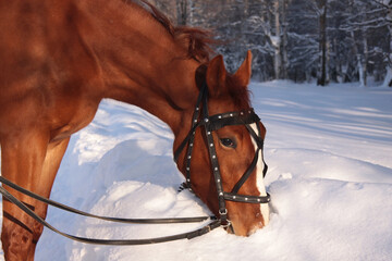 horse in the snow