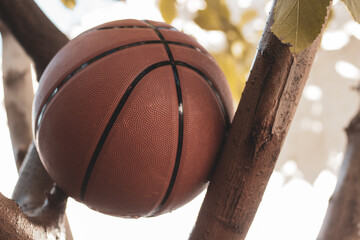 balon de basquet bol en un arbol © Alfonso