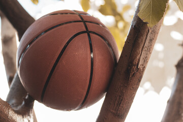 balon de basquet bol en un arbol