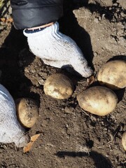 じゃがいもの収穫