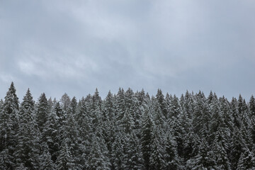 A dense wall of snow covered pine trees under a clouded, pale blue sky