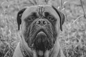 2020-12-15 A PORTRAIT SHOT OF A BULL MASTIFF IN BLACK AND WHITE