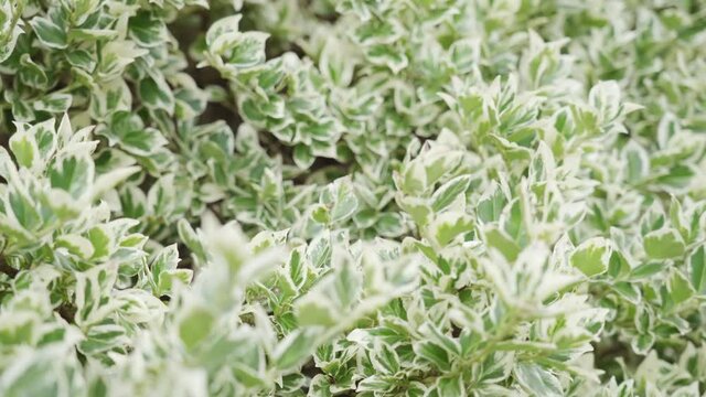 Wintercreeper Emerald Gaiety - Latin name - Euonymus fortunei Emerald Gaiety.