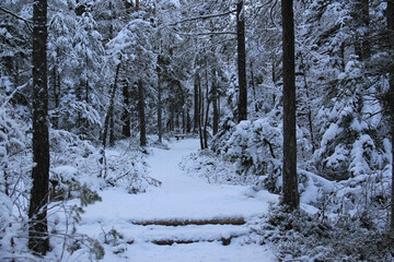 Path Covered With Snow In A Deep Frozen Winter Forest.
