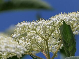 Blooming Elder Flower, Sambucus Nigra