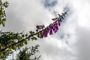 Purple Foxgloves flower in Wellington