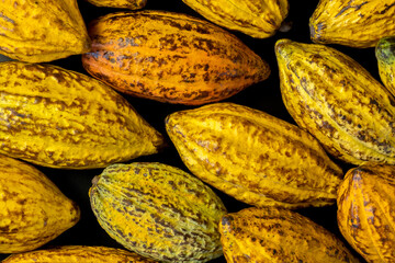 Pile of fresh cacao pods on black background.
