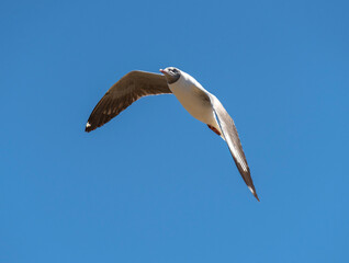 Gray Hooded Gull, aka Gray Headed Gull or Grey Headed Gull taken in South Africa.