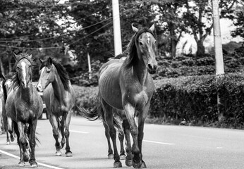 dramatic black and white image of horses running on the main street of a caribbean mountain town being relocated to a field in the dominican republic.
 - Powered by Adobe