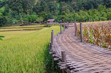 Beautiful curve bamboo bridge in rice and corn field