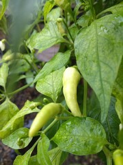 green chili in the garden