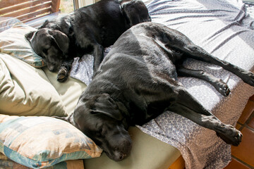 Two black labrador retriever dogs sleeping together on bed