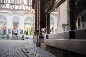 dog in the city. marbled Australian shepherd in the city. Traveling with your pet. Old center. 