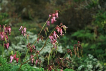 wild bleeding heart flowers