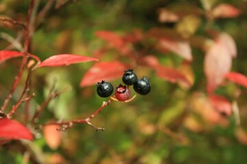 wild currant berries
