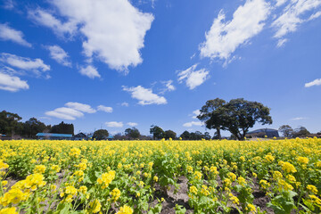 Obraz premium 青空の下の満開の菜の花畑 