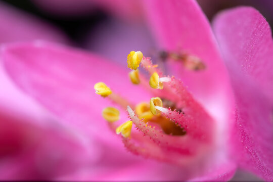 Macro Photo of Stamen with Yellow Pollen of Pink Flower