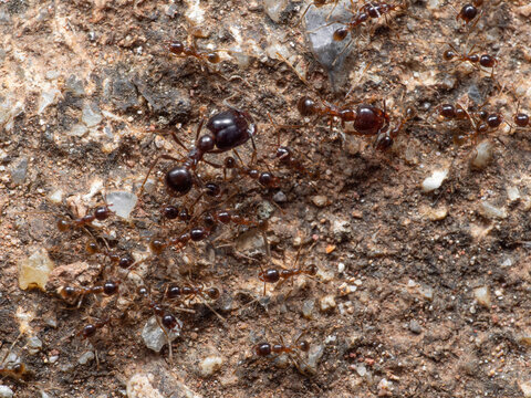 Macro Photo of Group of Soldier Big Headed Ant with Worker Ants on The Ground