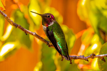 Fototapeta na wymiar Anna's Hummingbird in an Autumn Tree