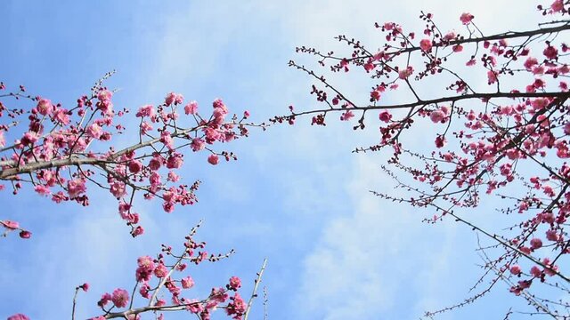 Blooming pink flowers in spring with blue sky and white clouds background, low-angle, rotating lens, diagonal