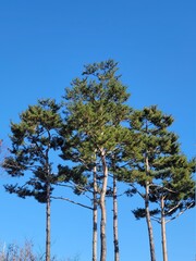 Pine trees under the blue sky