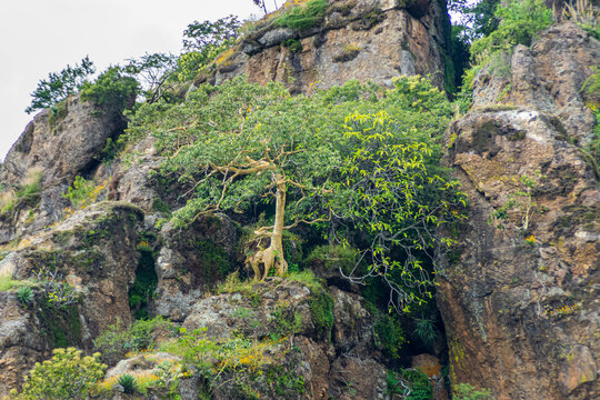 PAISAJE,VIAJE,JIRAFA,AMATE AMARILLO.ARBOL.MOTA&Ntilde;A,PRIMAVERA,