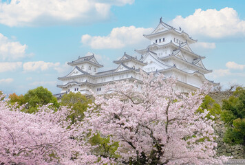 White Castle Himeji Castle in cherry blooson sakura blooming in the front - 399681567