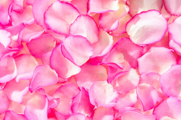 Rose petals