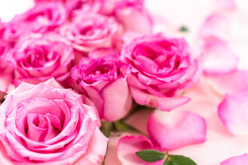Obraz na płótnie Canvas Pink roses