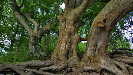 Fototapeta na wymiar branched tree root