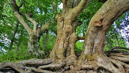 Fototapeta premium branched tree root