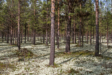 
Real reindeer lichen