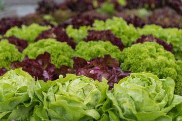 Various Salads In Your Own Garden Ready For Harvest