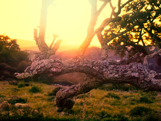 Dead cork oak in Andalusia during sunset