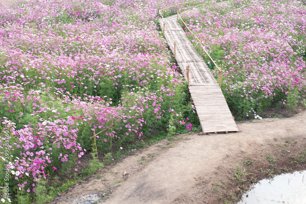 Wall mural background field aster of cosmos