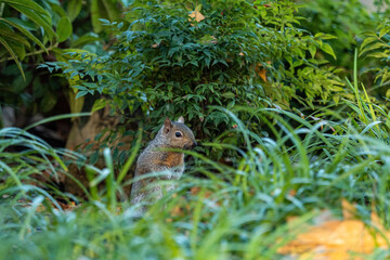 one cute grey squirrel standing behind tall green grasses in front of a bush in the park