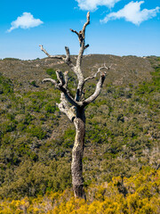 Fototapeta na wymiar Old cork oak in the andalusian countryside. Nature park of cork oaks, Jimena, Andalusia, Spain, Europe