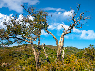 Old cork oak in the andalusian countryside. Nature park of cork oaks, Jimena, Andalusia, Spain, Europe