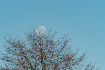 moon setting on blue sky behind leafless tree branches in the park in the morning 