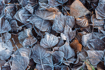 dense fall leaves covering the ground with surface covered with thin layer of morning frost.