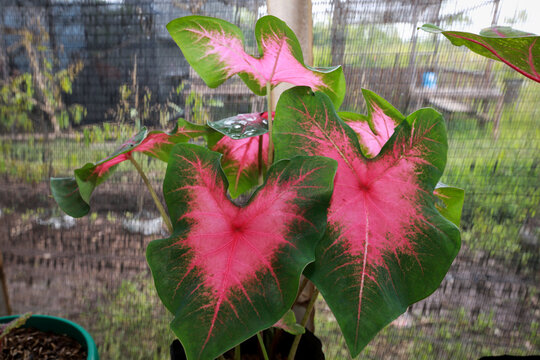 A caladium pink love ornamental plant or keladi pink love