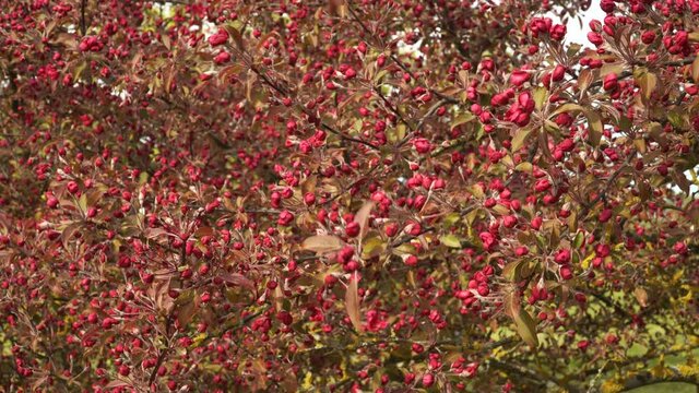 The decorative apple tree buds in red in a scenic close-up view. A spring season beautiful landscape in the garden with apple branches in buds before flowering. May month springtime scene. 