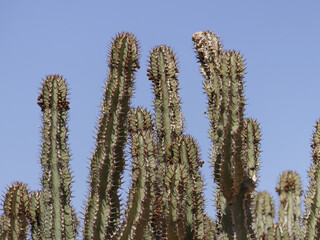Euphorbia, Namibia