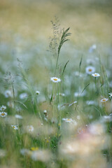daisies in the meadow