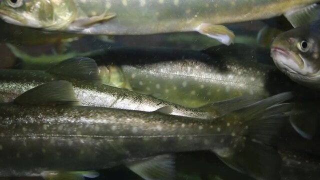 The motion of trout underwater inside a fishtank